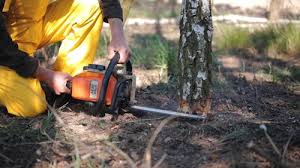 Professional Tree Care in West Lawn, PA