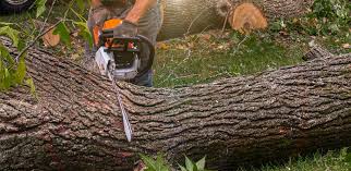 Best Tree Removal  in West Lawn, PA