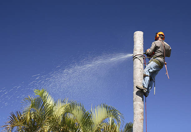 How Our Tree Care Process Works  in  West Lawn, PA