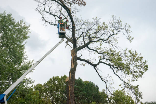 How Our Tree Care Process Works  in  West Lawn, PA