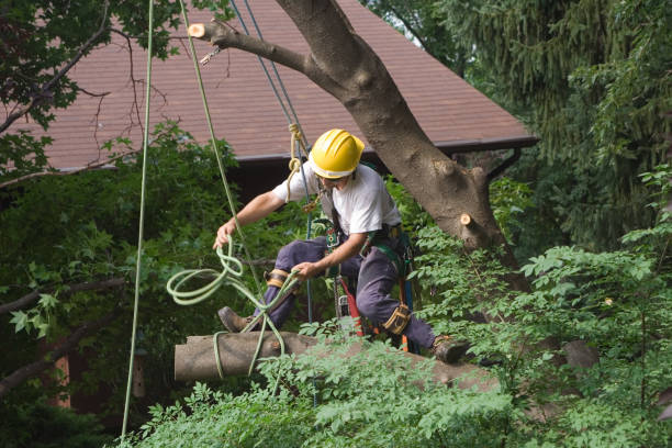 Reliable West Lawn, PA Tree Care Solutions
