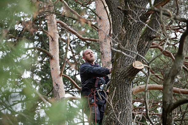 Best Hazardous Tree Removal  in West Lawn, PA