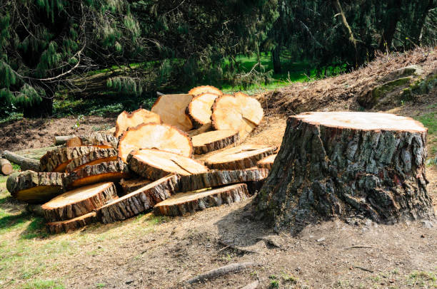 Best Tree and Shrub Care  in West Lawn, PA